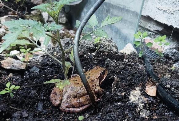 Photo d'une grenouille marron au pied d'un plan de tomates