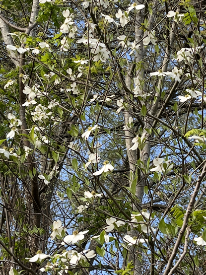 blue skies behind the branches a dogwood tree with a good many four-petaled white flowers