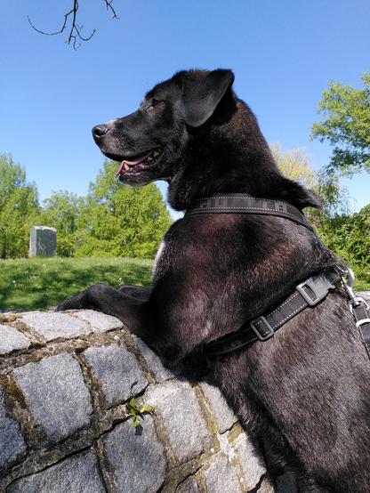 A black dog standing on his hindlegs, leaning with his forelegs on a stone wall and looking attentive into the distance. His mouth is open and his tongue is hanging out. In the background there is fresh green from grass and trees and a deep blue sky.