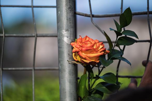 A vibrant orange-yellow rose with red-tipped petals is tucked into a metal wire fence, with glossy green leaves trailing beside it. The soft background blur highlights the delicate bloom against the cold, rigid grid of the fence.