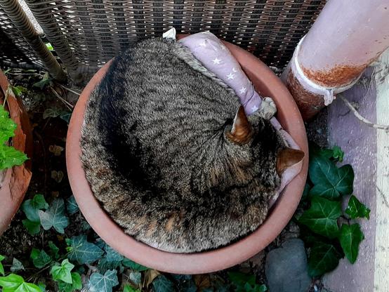 Yoshi One-Eye, a very fat tabby, curls up in a flower pot.