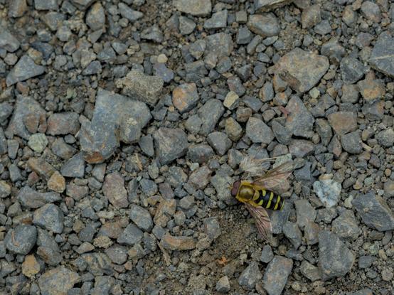 A little yellow and black hover fly with reddish eyes on the floor which is covered by small rocks