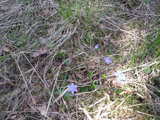 Blåveis/Anemone hepatica (Hepatica nobilis)