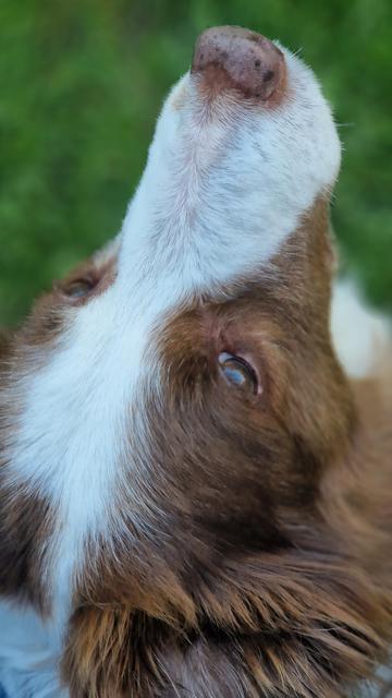 Bordercollie portrait