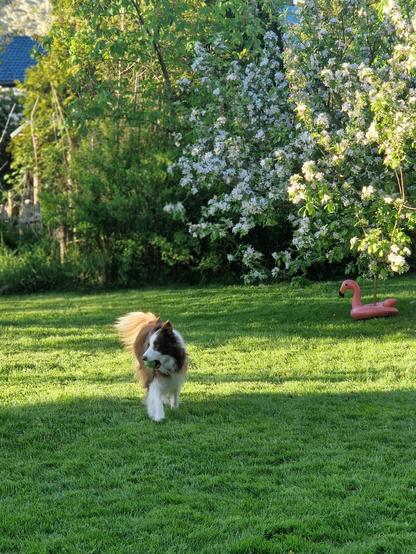 Bordercollie mit Ball im frühlingshaften sonnigen Garten