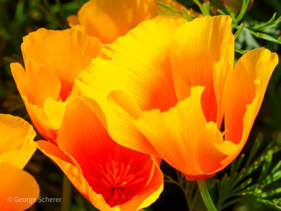 Close up of a cluster of California Poppies. The flowers are bright yellow and orange, and seem to glow.