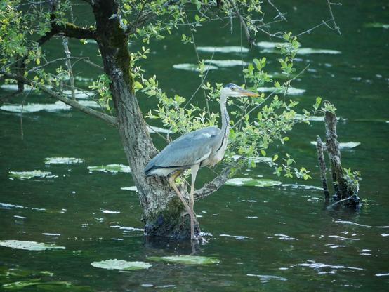 Héron cendré se tenant bien droit, perché sur un saule les pieds dans l'eau