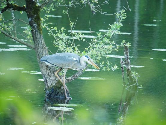 Le héron toujours au bord de l'eau, mais en position plus accroupie, cou replié, observant la surface de l'eau.