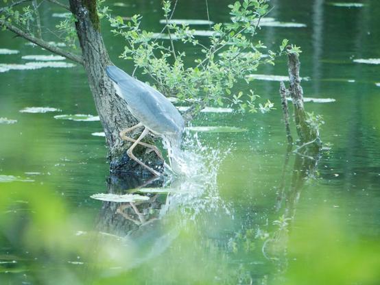 Plouf ! Sans quitter sa position sur l'arbre, le héron pique sa tête dans l'eau, dans une belle gerbe.