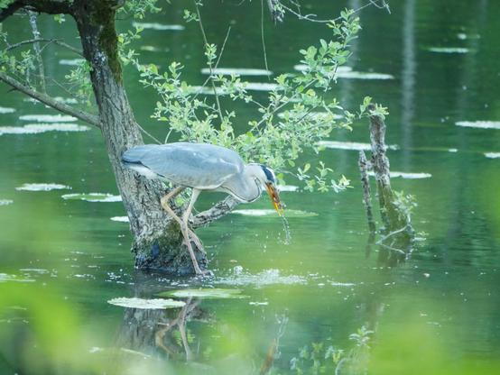 Le héron réémerge avec un petit poisson dans son bec, qu'il va avaler illico.