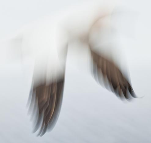 The wings of a gannet photographed with a longer exposure time