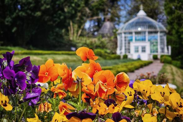 A vibrant close-up of a flowerbed filled with purple, orange, and yellow pansies in full bloom, with a white glasshouse visible in the soft-focused background amidst green foliage.