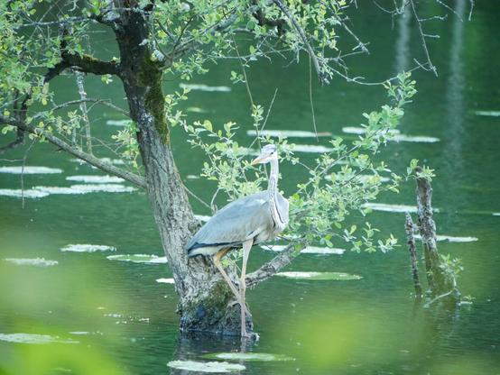 Le héron posé sur un saule les pieds dans l'eau. Il est de profil mais avec la tête tournée légèrement en arrière, ce qui permet de bien voir son cou blanc magnifique, bordé d'un liseré noir, avec des stries noires sur le haut.