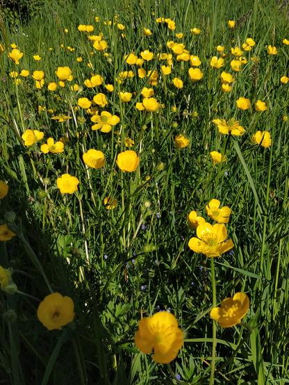 Fleurs de boutons d'or jaunes dans l'herbe verte
