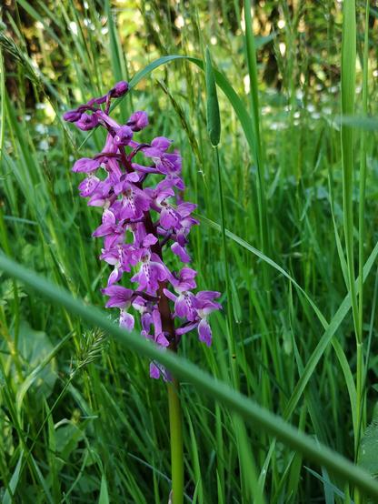 Fleurs en grappes violettes dans herbe verte