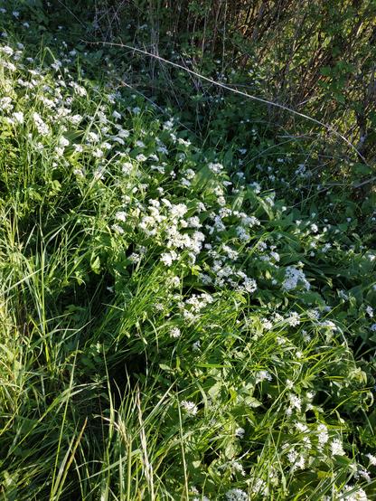 Fleurs blanches d'ail des ours dans herbe verte