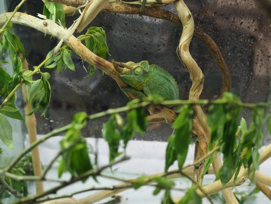 Green chameleon with a three horns (like a triceraptors) just sleeping on the branch with green leaves.