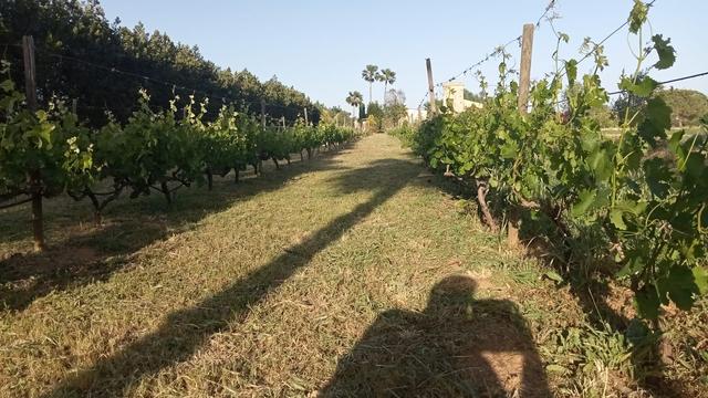 El vinyet ben verd, quasi arribant les serments al segon fil. Botons florals visibles, però tancats. Es veu la meva ombra agafant la foto.