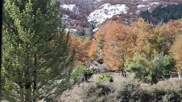 Herbstwald