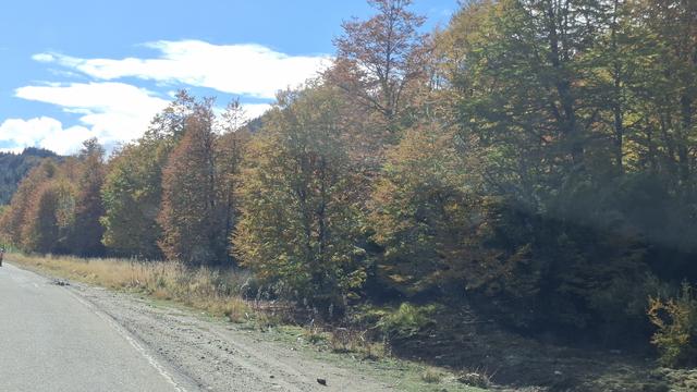 Herbstwald