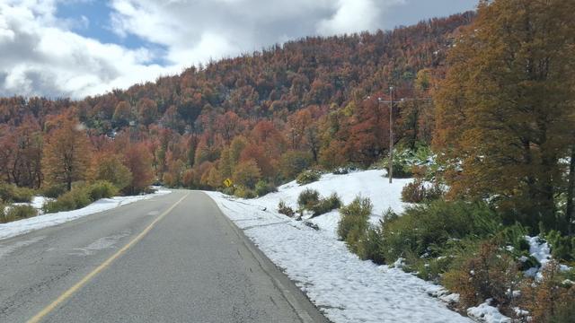 Herbstwald und Schnee