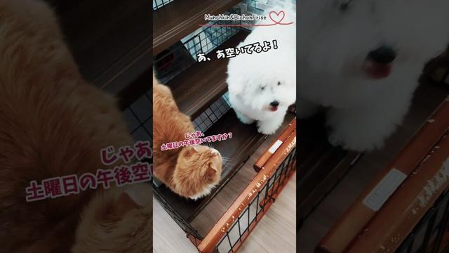 【マンチカン&ビションフリーゼ】女王猫の策略に引っかかるもふ犬 【犬と猫、両方飼ってると毎日かわいい♥】