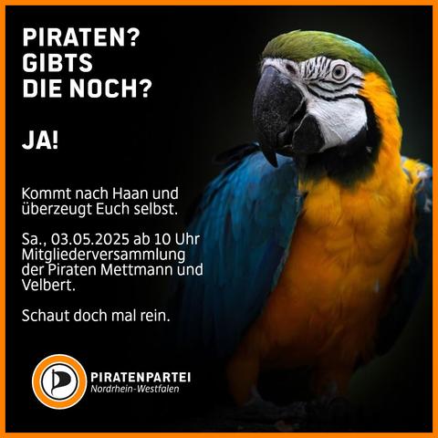 Bildtext: Piraten? Gibts die noch?
JA!
Kommt nach Haan und überzeugt Euch selbst. Sa., 03.05.2025 ab 10 Uhr Mitgliederversammlung der Piraten Mettmann und Velbert. Schaut doch mal rein.
Bild: Ein Gelbbrustara schaut aufmerksam in die Kamera.