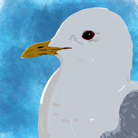 A common gull, a white gull with grey feathers and dark eyes, cartoon style.
