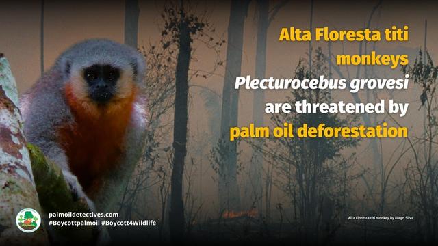 Discovered only in the past decade, Alta Floresta titi #monkeys 🐒 are critically endangered from #hunting #palmoil and #meat 🥩 #deforestation 🔥 in Brazil 🇧🇷 Help them survive and be #vegan 🥦 🍆 and #Boycottpalmoil #Boycott4Wildlife @palmoildetect https://wp.me/pcFhgU-53T?utm_source=mastodon&utm_medium=Palm+Oil+Detectives&utm_campaign=publer