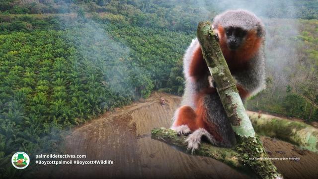 Discovered only in the past decade, Alta Floresta titi #monkeys 🐒 are critically endangered from #hunting #palmoil and #meat 🥩 #deforestation 🔥 in Brazil 🇧🇷 Help them survive and be #vegan 🥦 🍆 and #Boycottpalmoil #Boycott4Wildlife @palmoildetect https://wp.me/pcFhgU-53T?utm_source=mastodon&utm_medium=Palm+Oil+Detectives&utm_campaign=publer