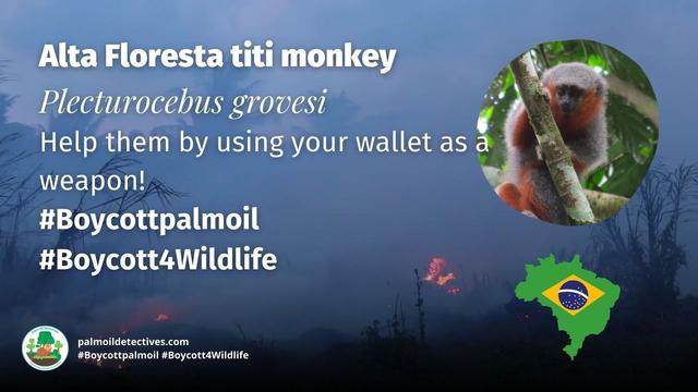 Discovered only in the past decade, Alta Floresta titi #monkeys 🐒 are critically endangered from #hunting #palmoil and #meat 🥩 #deforestation 🔥 in Brazil 🇧🇷 Help them survive and be #vegan 🥦 🍆 and #Boycottpalmoil #Boycott4Wildlife @palmoildetect https://wp.me/pcFhgU-53T?utm_source=mastodon&utm_medium=Palm+Oil+Detectives&utm_campaign=publer