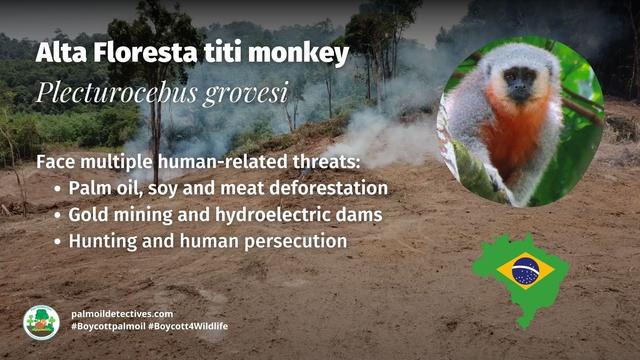 Discovered only in the past decade, Alta Floresta titi #monkeys 🐒 are critically endangered from #hunting #palmoil and #meat 🥩 #deforestation 🔥 in Brazil 🇧🇷 Help them survive and be #vegan 🥦 🍆 and #Boycottpalmoil #Boycott4Wildlife @palmoildetect https://wp.me/pcFhgU-53T?utm_source=mastodon&utm_medium=Palm+Oil+Detectives&utm_campaign=publer