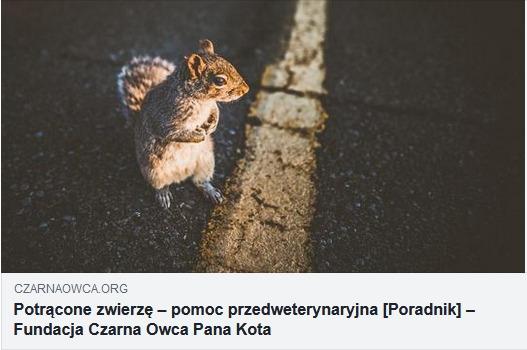 Na zdjęciu jest wiewiórka stojąca na drodze i podpis: Potrąćone zwierzę - pomoc przedweterynaryjna