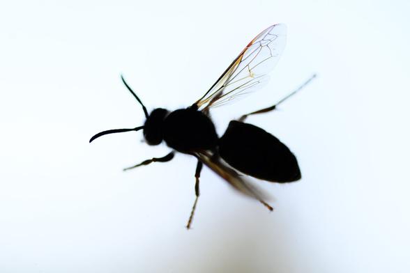 Eine Wespenkönigin am Fenster. Kontrastreiche Abbildung des Körpers als unscharfe Silhouette. Nur ein Flügel ist scharf.
