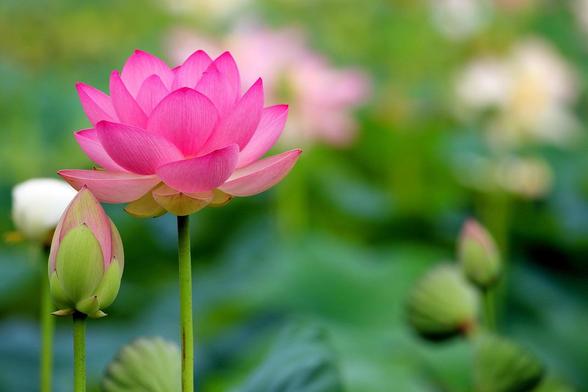 pink lotus fully bloomed with a bud on the left side. there's blurred background of more lotus behind them