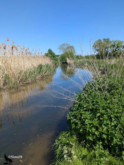 Ru qui coule tranquillement sous un ciel bleu. À gauche du ru des roseaux, à droite une touffe d’orties.