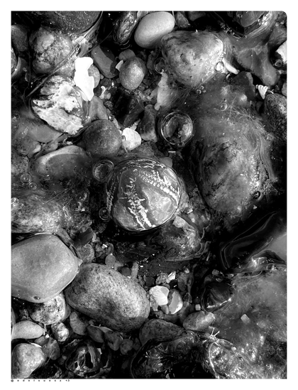 Schwarzweißfotografie: Wasser überzogener Spülsaum am Ostseestrand, mehrere kleine und größere Steine, mittig ein angespülter versteinerter fünfstrahliger Seeigel, zwei große und mehrere kleine Luftblasen