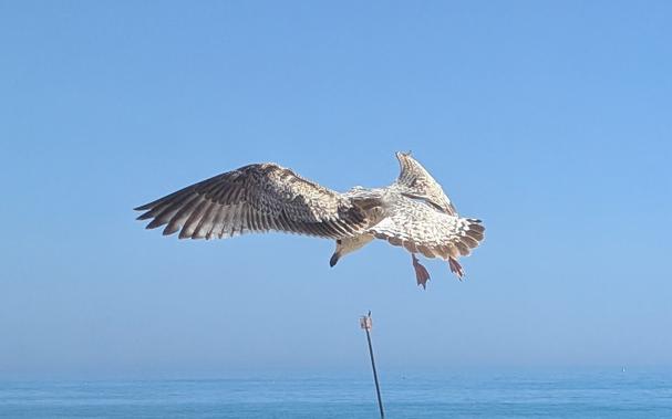 Left rear quarter view of an immature herring gull in flight with outstretched wings and head pointed down at approximately 45 degrees. It is seen against a blue sky and sea with the top of a groyne end marker pole visible.