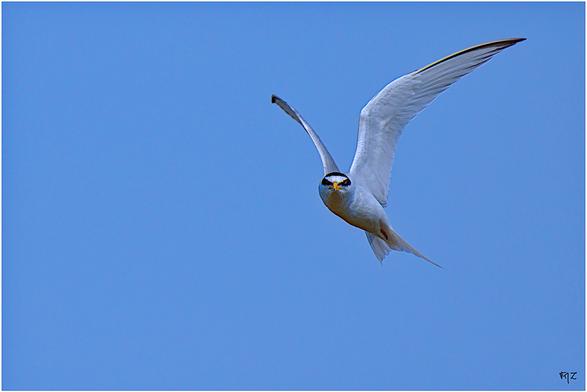 Sterne naine (Sternula albifrons) - Little Tern