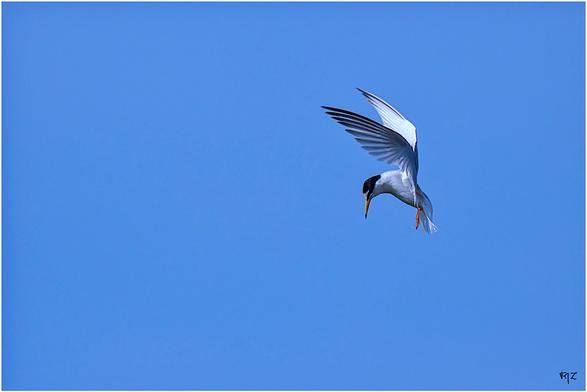Sterne naine (Sternula albifrons) - Little Tern