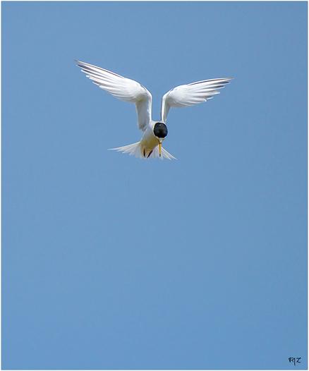 Sterne naine (Sternula albifrons) - Little Tern