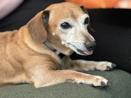 dachshund-mix is in sphinx-pose. He's staring off into space and his tongue is out in a huge (for him) blep.