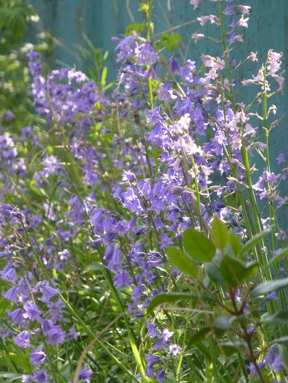 purple-blue bell-shaped flowers, many on each slender stem. The are growing next to a fence but nevertheless look pretty with the light.