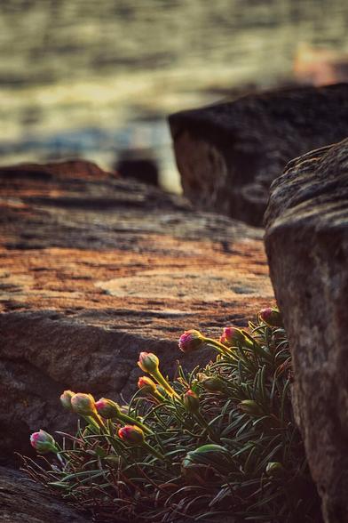A cluster of small pink and white sea thrift flowers grows amongst dark, textured coastal rocks, with the blurred hues of the sea and sky in the background.
