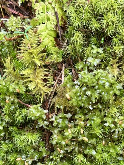 This section of moss includes a few different petal or leaf shapes, including fern-like fronds, all no more than three centimeters high.