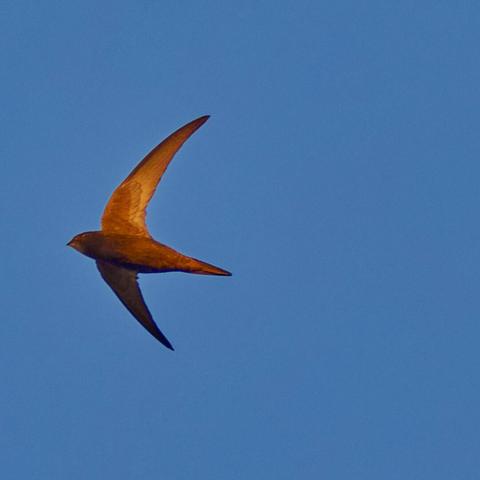 a swift in orange sunlight before blue sky