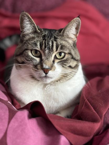 Photo of a brown tabby (with white chest) sitting loaf-like on a bed-spread in red and pink tones.