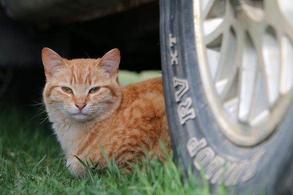 Photo of an orange tabby sitting loaf-like in the grass, partially hiding behind the tire of a farm vehicle. He is looking at the camera and almost appears to be smiling.