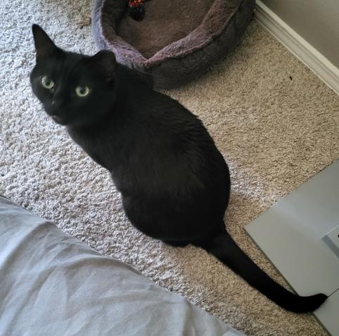 A short haired, ear tipped, shiny black cat sitting on a beige carpet. He is surrounded by a brown fluffy cat bed, a grey carpet scratching post, and a grey crinkly tube, and he seems to be recovering.
