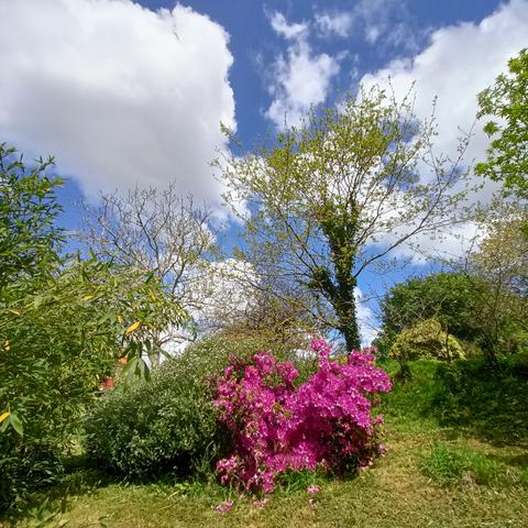 Recuncho de xardín con flores violetas e brancas, canaveiras, guindos, e carballo. Sol e nubes brancas